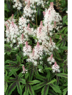 Тиарелла Спринг Симфони