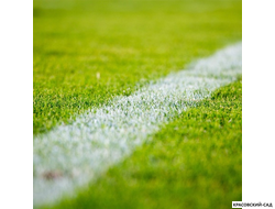 Рулонный газон Спортивный