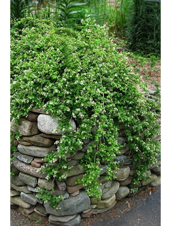 Стефанандра надрезаннолистная Crispa