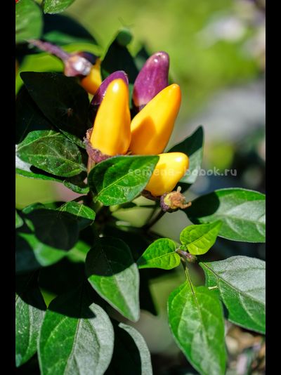 Перец острый BRW Claster, 10 шт