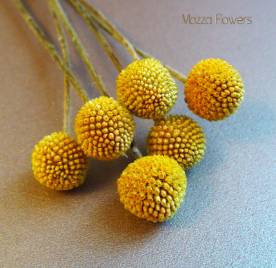 Силиконовый молд "Краспедия "