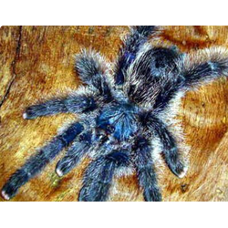 Avicularia metallica