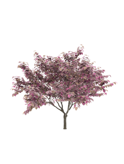 лиственные Церцис канадский 2