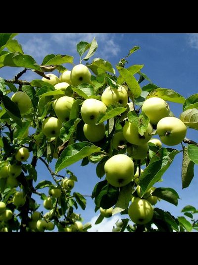 Раннее сладкое (яблоня)
