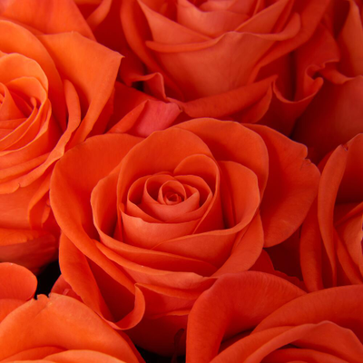 19 оранжевых роз