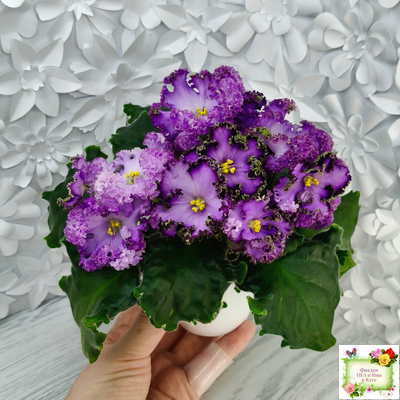 АВ-Пенная Вечеринка (Фиалковод) 2021 г.