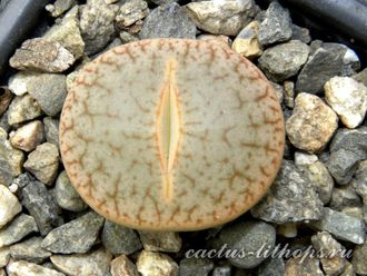 Lithops pseudotruncatella ssp.dendritica (syn.pulmonuncula) C071