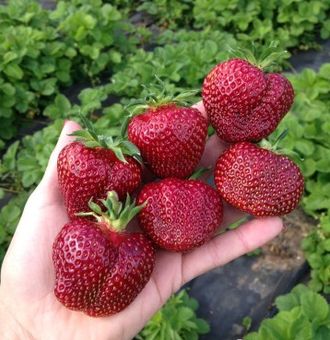 Земляника садовая Вивальди  ЗКС