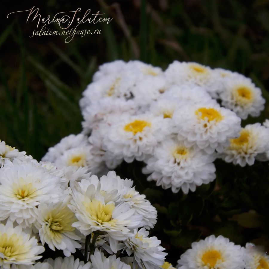 Chrysanthemum Elfie White