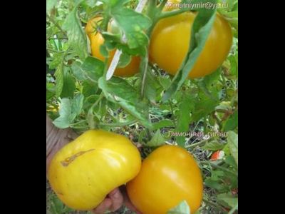 Томат Гигант лимонный