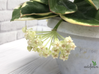 Hoya pachyclada albomarginata