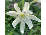 Camassia leichtlinii Alba