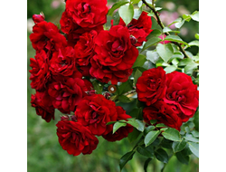 Роза Сантана (Santana),  ОКС, Россия