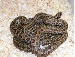 Полоз китайский, или двупятнистый полоз