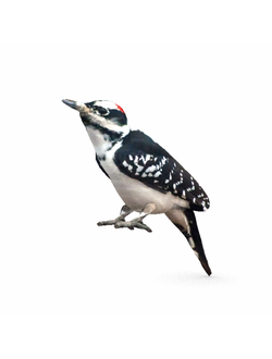 птицы Дятел