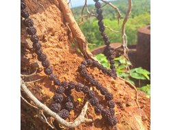 Четки из натуральной крупной Рудракши 108 бусин черные