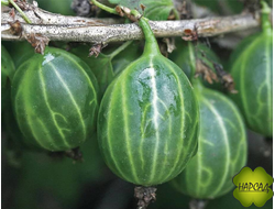 Крыжовник "УРАЛЬСКИЙ ИЗУМРУД" (ВЫНОСЛИВЫЙ, ОТЛИЧНОГО ВКУСА)