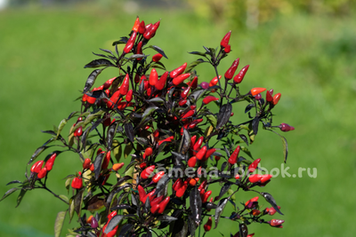 Перец острый  Explosive Ember, 10 шт