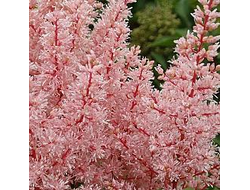 Астильба Лук эт Ми (Look at Me)