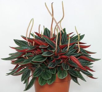 Peperomia Rosso - Пеперомия Россо, Пеперомии сморщенной Россо, Пеперомия Каперата Россо