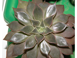 Echeveria Mensa - розетка с корнями (более 7 см)