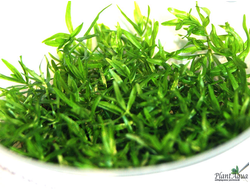 Дидиплис диандра (меристемный)