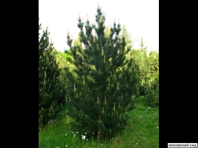 Сосна крючковатая - Uncinata