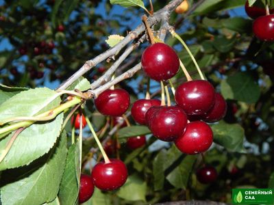 Вишня "Свердловчанка"