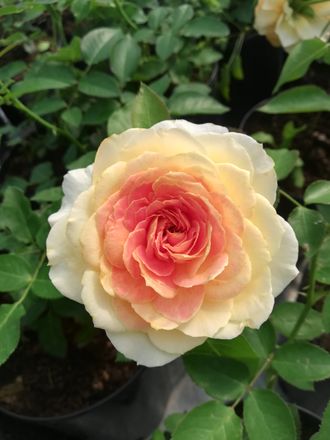 Карамель Антик (Caramel Antike) роза , ЗКС