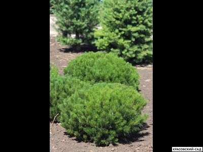 Сосна горная Мугус - Pinus mugo Mughus