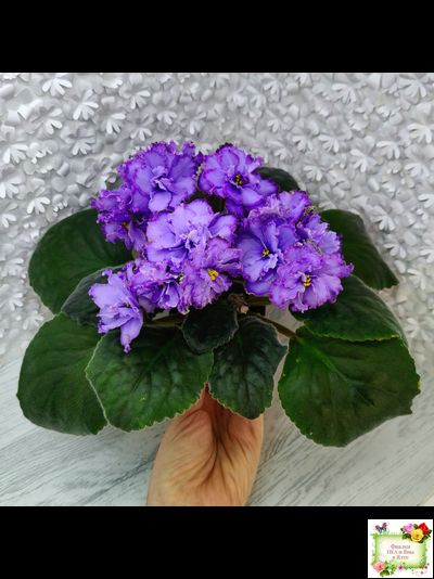 Blue Dragon (LLG/P.Sorano) (9516) 12/17/2005