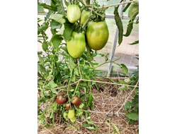 Томат Роксана