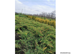 Можжевельник Блю энд Голд - Blue and Gold