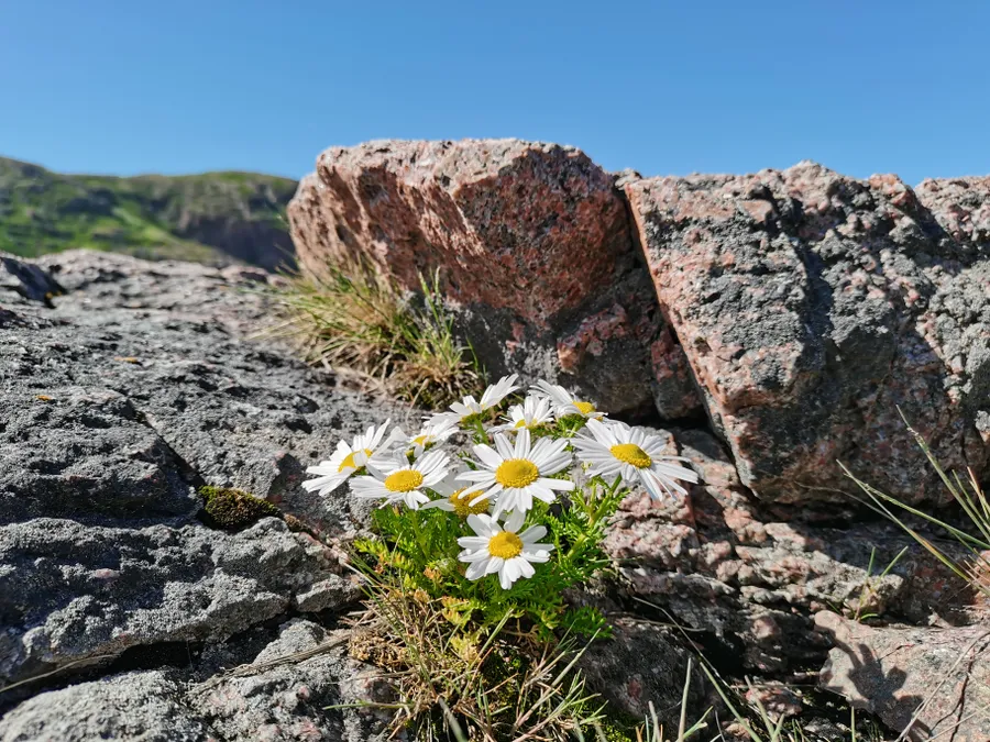 Ромашки. Териберка