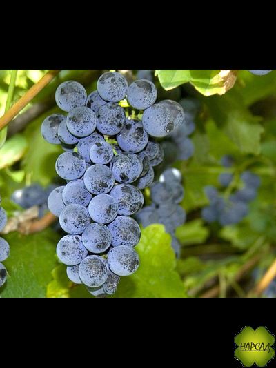 ЛЕВОКУМСКИЙ (неприхотливый, зимует без укрытия)