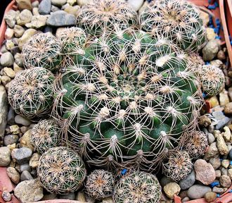 Gymnocalycium parvulum VG 502