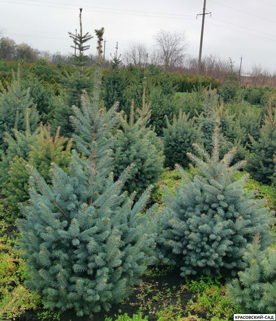 Ель Глаука - Glauca