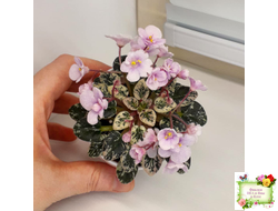 Precious Pixie (S.Sorano) (3 листа с детками в 1 стаканчике)