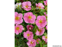 Лапчатка кустарниковая Пинк Парадайз Купить Саженцы в Москве