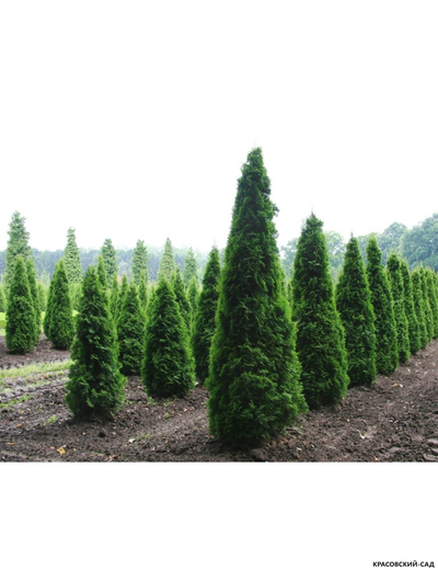 Туя Колумна - Columna