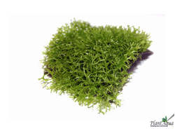 Риччия плавающая на сетке