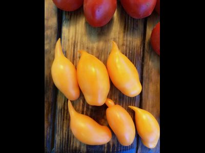 Томат Буратино золотой