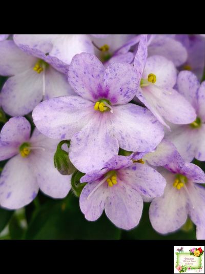 Белый Клоун (Е. и Я. Немчиновы) 2025 г. трейлер