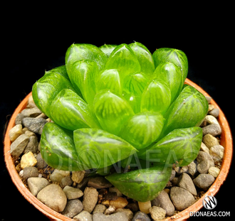 Haworthia cooperi Obtusa