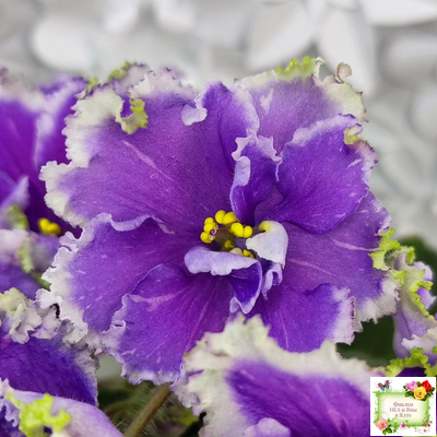 НД-Цветок Сирени (Н.Данилова-Суворова) 2022 г.