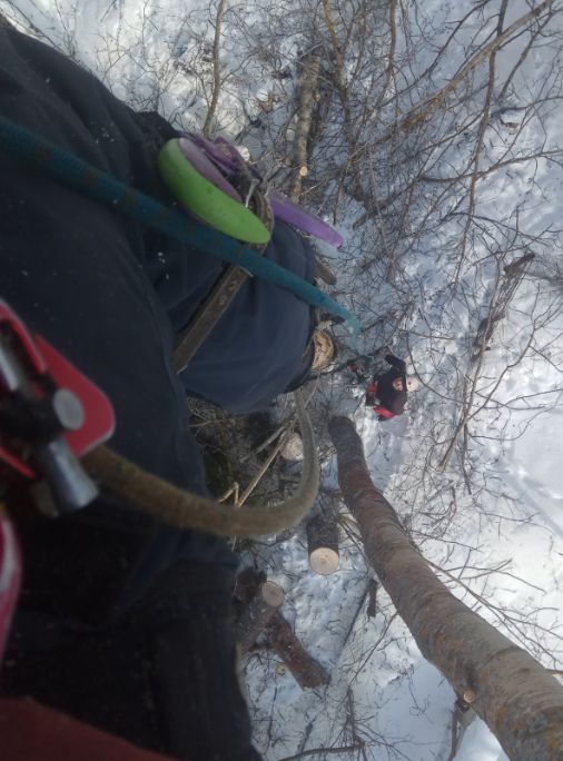 Спил тополей в д. Шалово