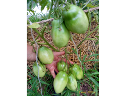 Томат Минусинские стаканы красные