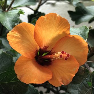 Гибискус ‘ Petit orange ‘