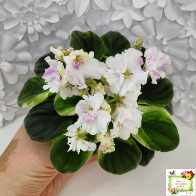 LV-Мариночка (Л. Шевелева) 2023 г. (клакамас бастл-листва с кроновой пестролистностью)