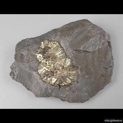Пирит, "брошка" на породе, мергелистой глине. Россия. 68*45*15мм